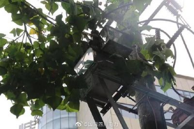 雁江供電公司修理10kV中晶二線上樹枝，變身“伐木工”