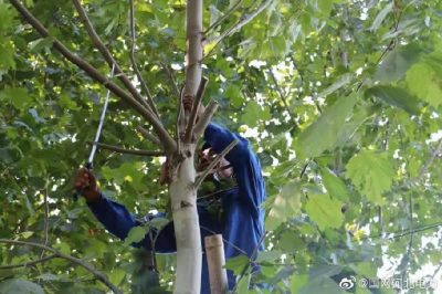 對(duì)輸配電線路開展專項(xiàng)隱患排查，集中清理低壓線路旁的超高樹木