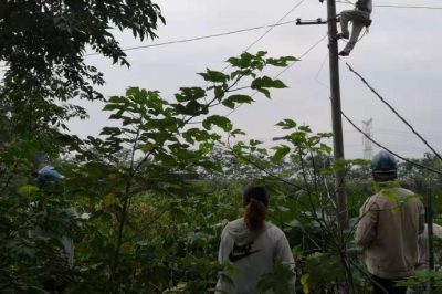 報修人員乘上小舟登上電桿搭接發(fā)生故障的藕塘內(nèi)線路