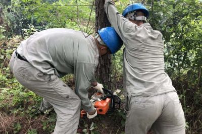 林木尖尖角，為何要砍掉？