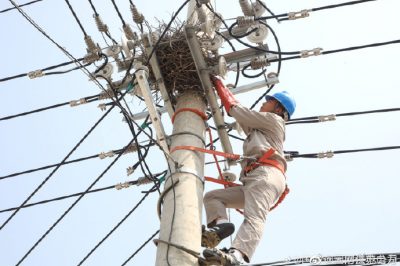 轉(zhuǎn)移10千伏線路電桿橫擔上鳥窩