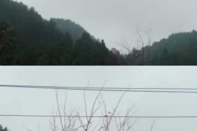 對(duì)10千伏桐南線(xiàn)砍青掃障