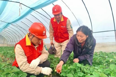 對(duì)草莓大棚用電線(xiàn)路、排灌設(shè)備進(jìn)行檢查維護(hù)